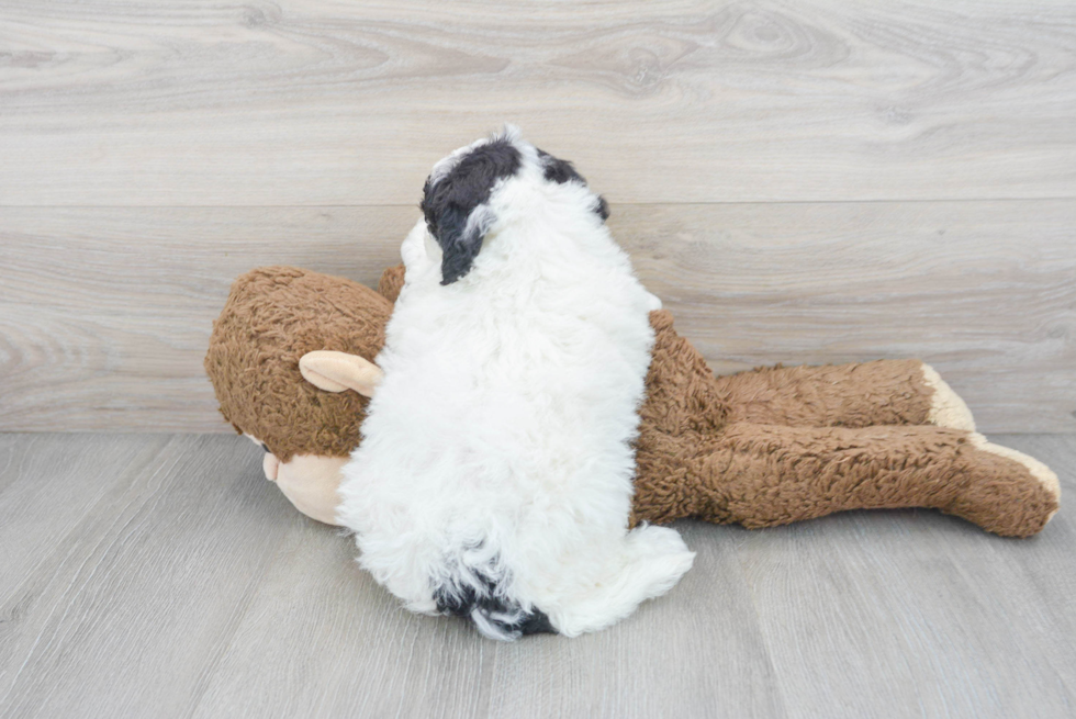 Best Mini Sheepadoodle Baby