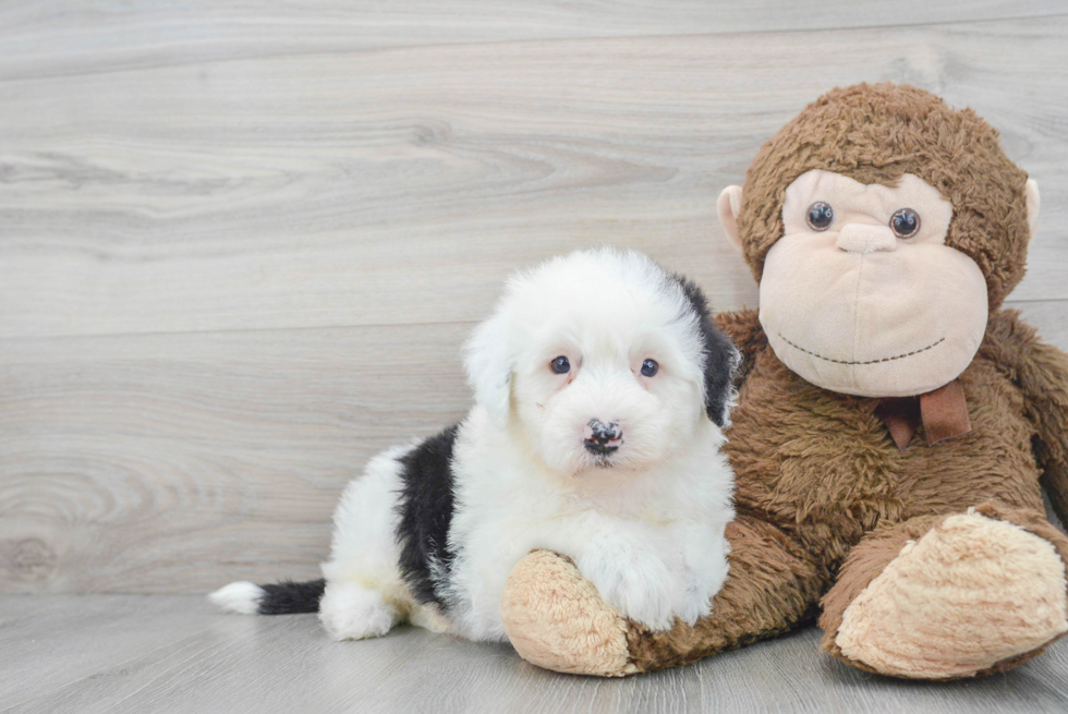 Friendly Mini Sheepadoodle Baby