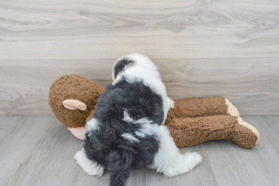 Mini Sheepadoodle Puppy for Adoption