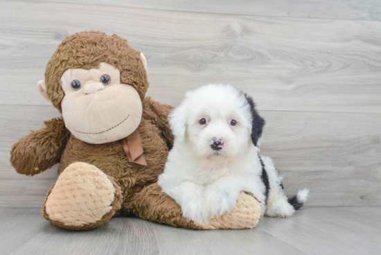 Smart Mini Sheepadoodle Poodle Mix Pup