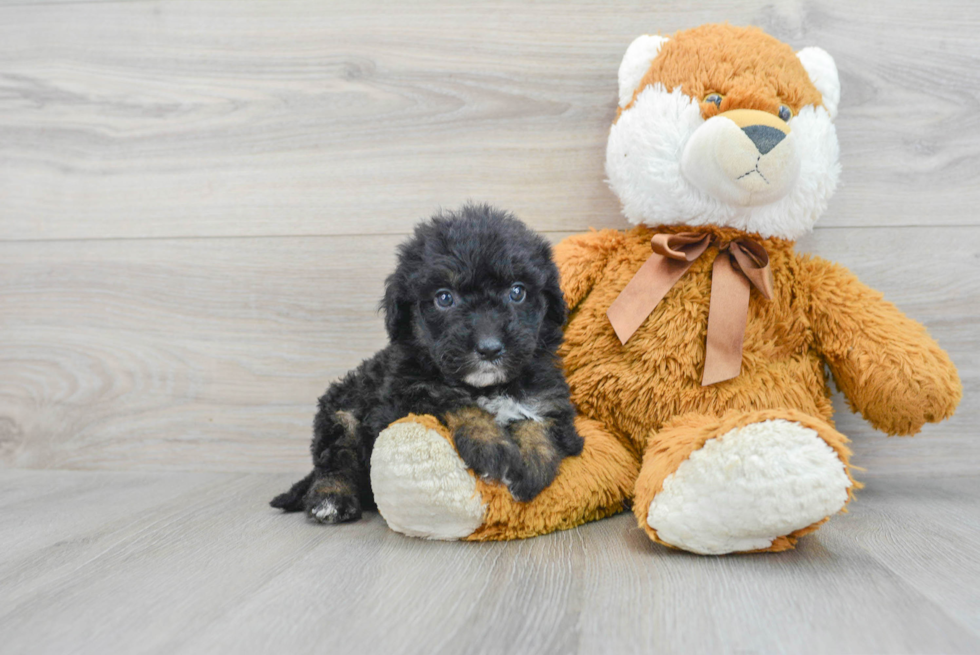 Best Mini Sheepadoodle Baby