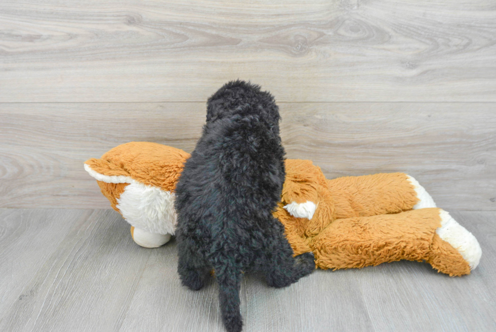 Mini Sheepadoodle Pup Being Cute