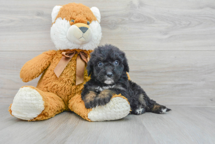 Mini Sheepadoodle Pup Being Cute