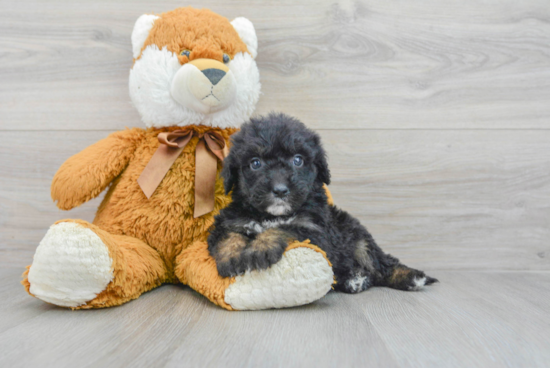 Mini Sheepadoodle Pup Being Cute