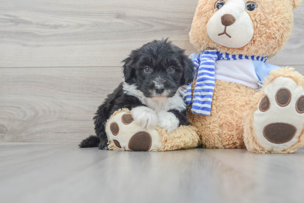 Mini Sheepadoodle Puppy for Adoption