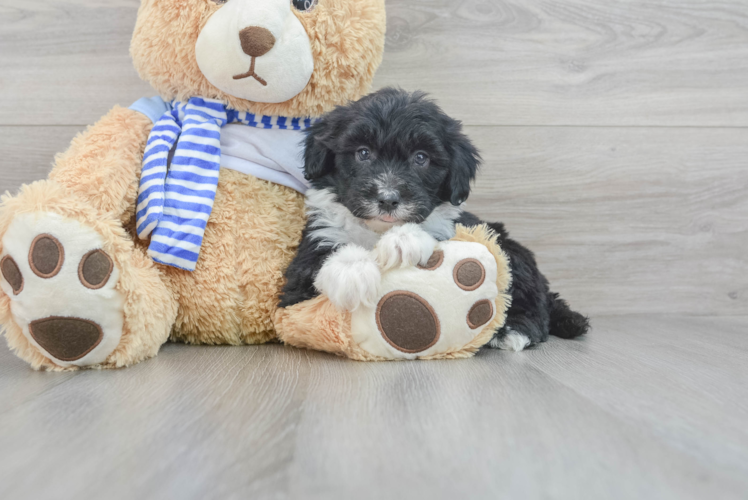 Mini Sheepadoodle Puppy for Adoption