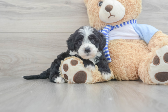 Small Mini Sheepadoodle Baby