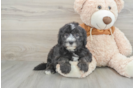 Cute Mini Sheepadoodle Baby