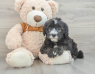 7 week old Mini Sheepadoodle Puppy For Sale - Premier Pups