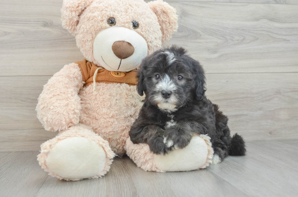 6 week old Mini Sheepadoodle Puppy For Sale - Premier Pups