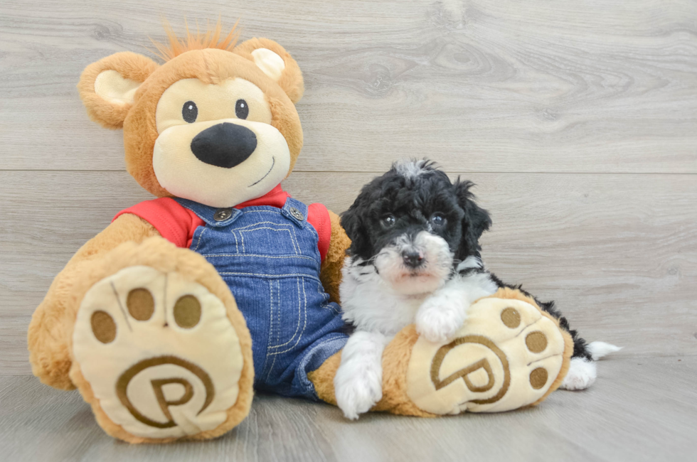 5 week old Mini Sheepadoodle Puppy For Sale - Premier Pups