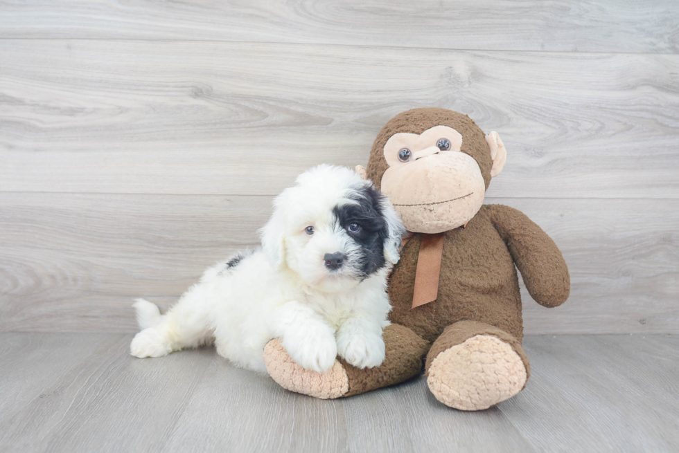 Best Mini Sheepadoodle Baby