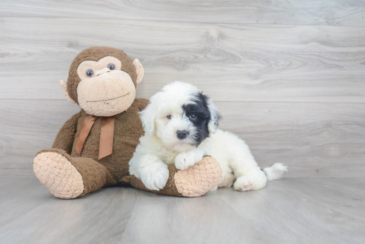 Happy Mini Sheepadoodle Baby