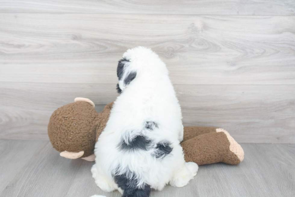 Mini Sheepadoodle Puppy for Adoption