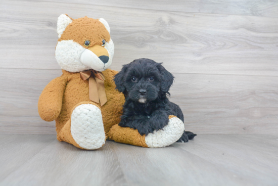 Mini Sheepadoodle Puppy for Adoption