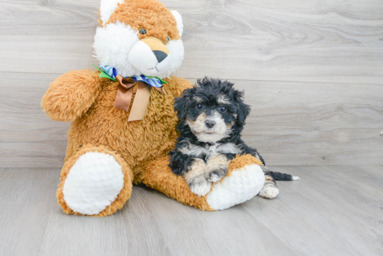 Mini Sheepadoodle Pup Being Cute