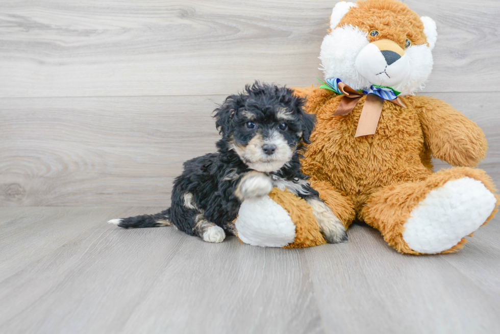 Mini Sheepadoodle Pup Being Cute