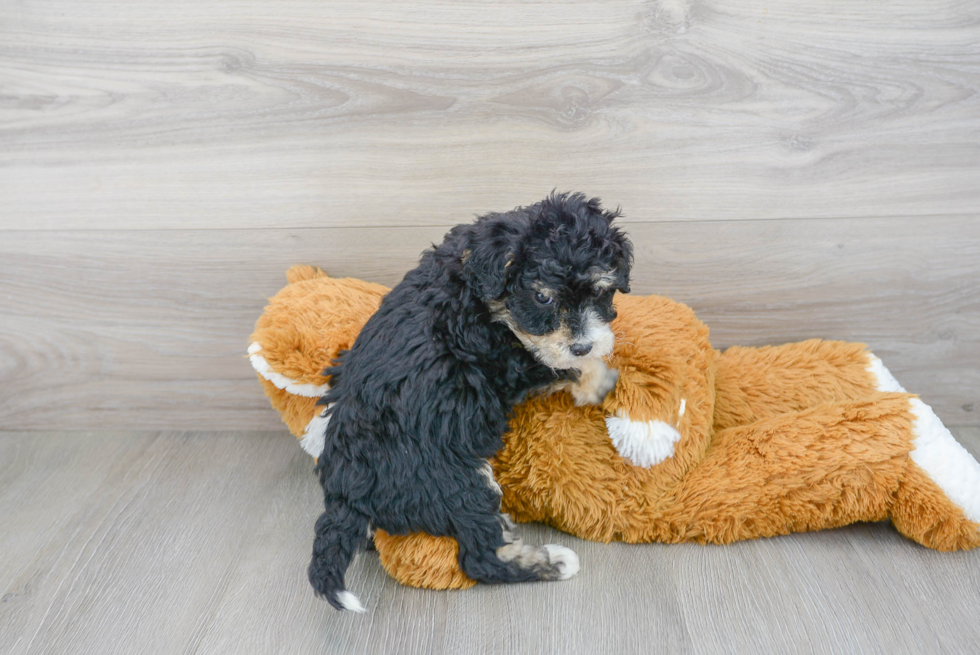 Mini Sheepadoodle Pup Being Cute