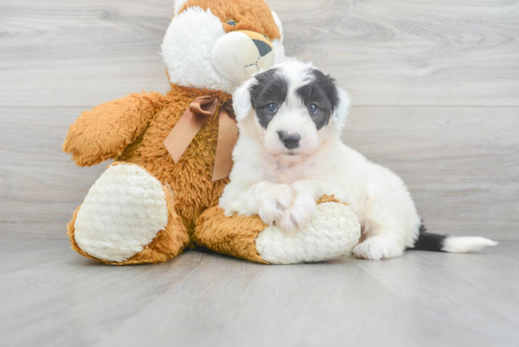 Cute Mini Sheepadoodle Poodle Mix Pup