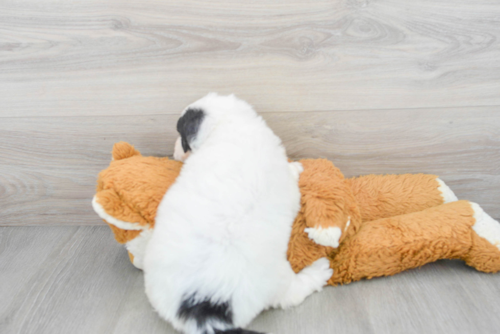 Cute Mini Sheepadoodle Baby