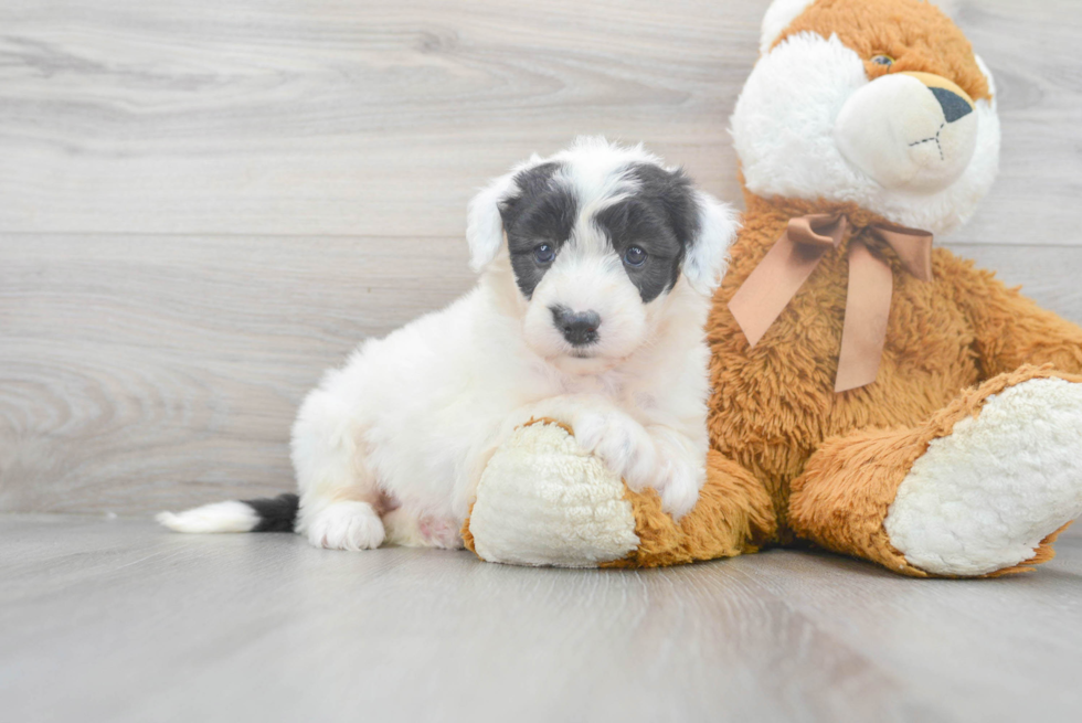 Mini Sheepadoodle Pup Being Cute
