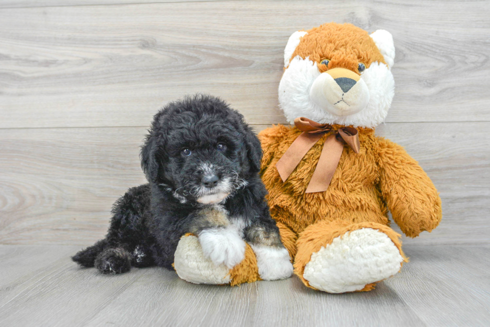 Playful Sheep Dog Poodle Mix Puppy