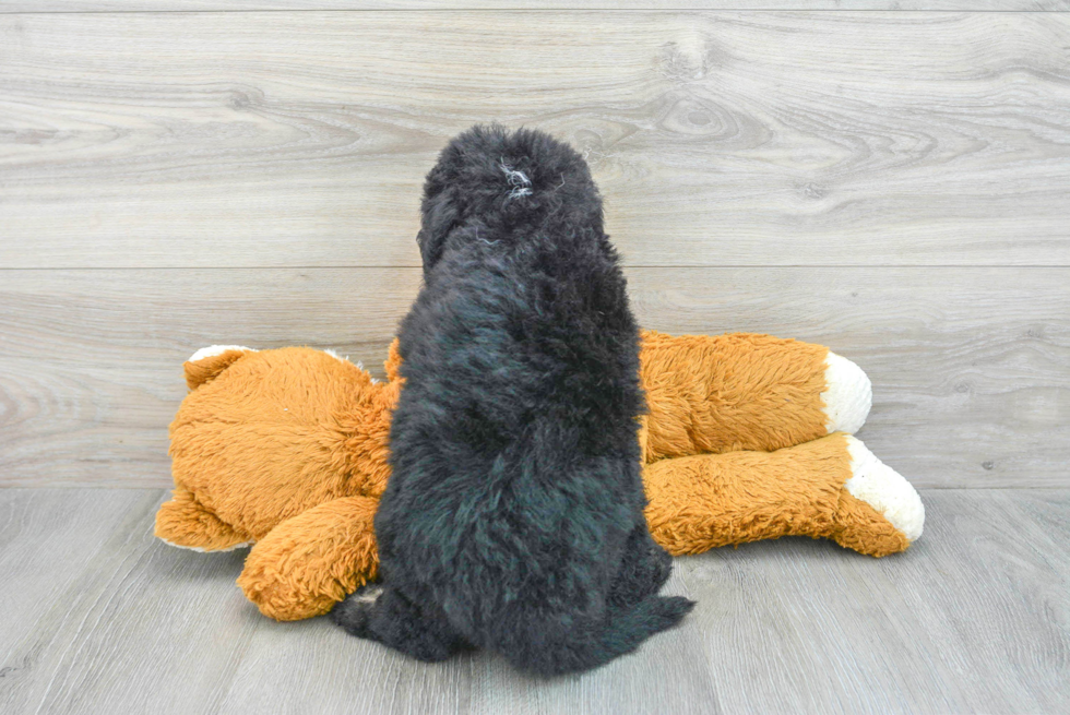 Playful Sheep Dog Poodle Mix Puppy