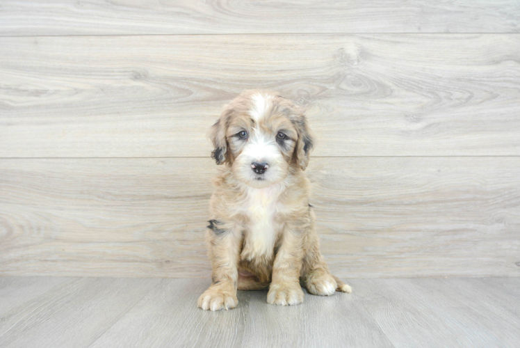 Mini Sheepadoodle Puppy for Adoption