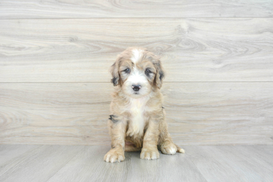 Mini Sheepadoodle Puppy for Adoption