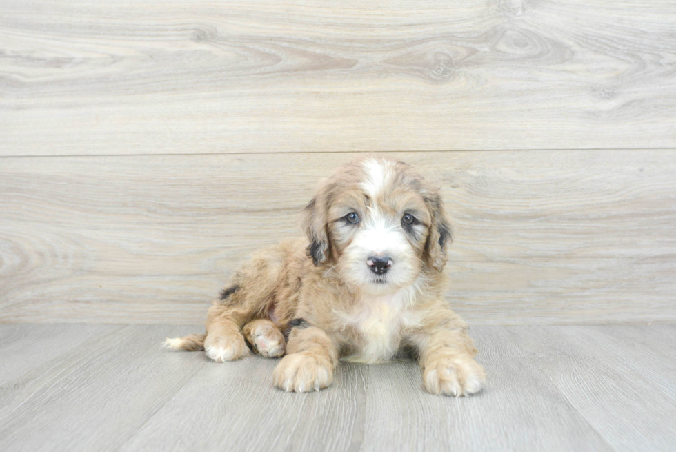 Mini Sheepadoodle Puppy for Adoption