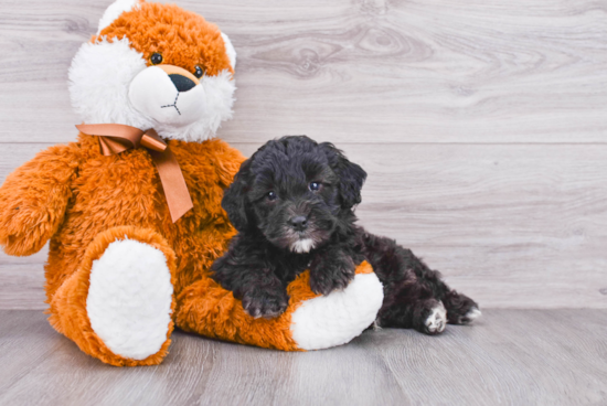 Happy Mini Sheepadoodle Baby