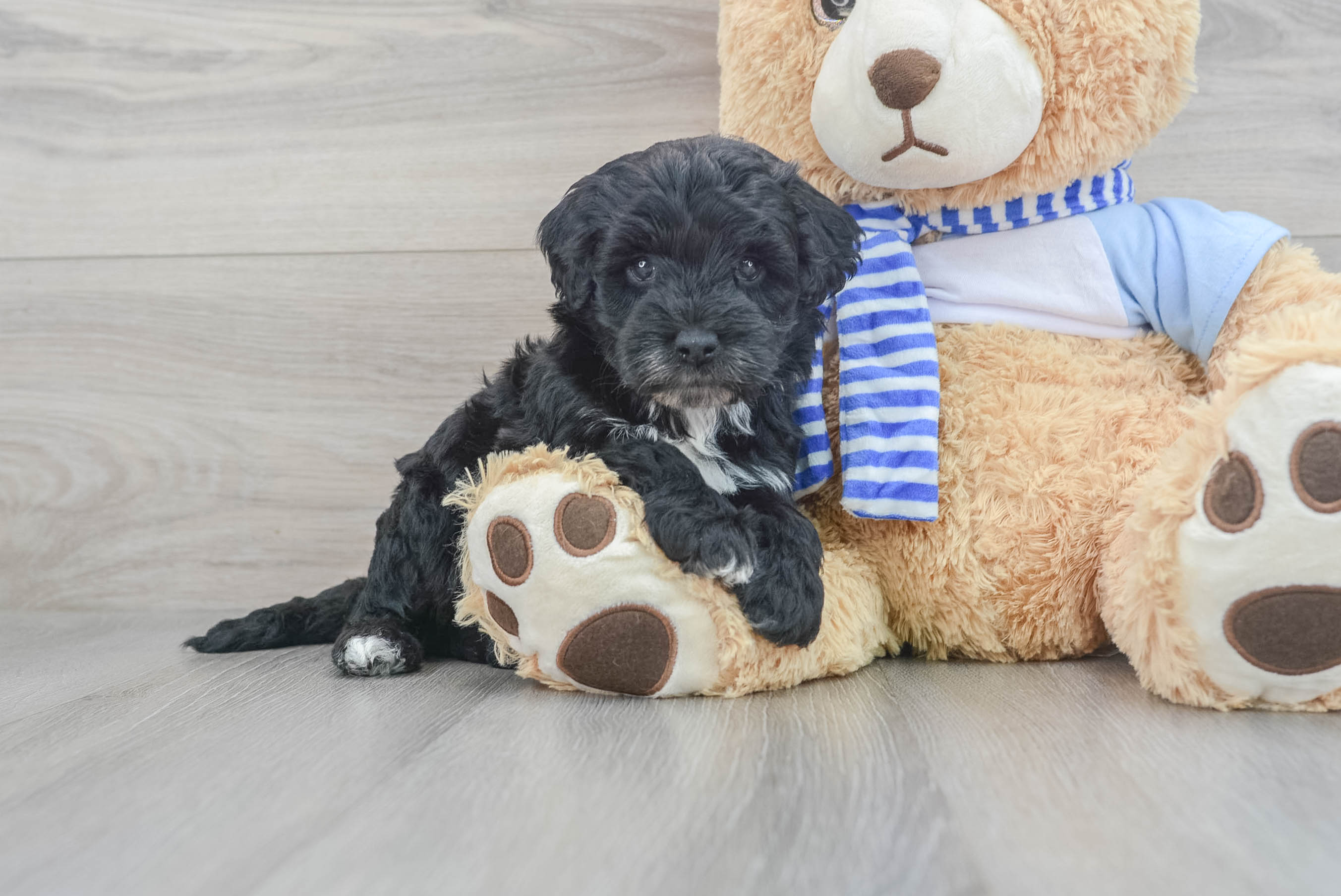Playful Sheep Dog Poodle Mix Puppy