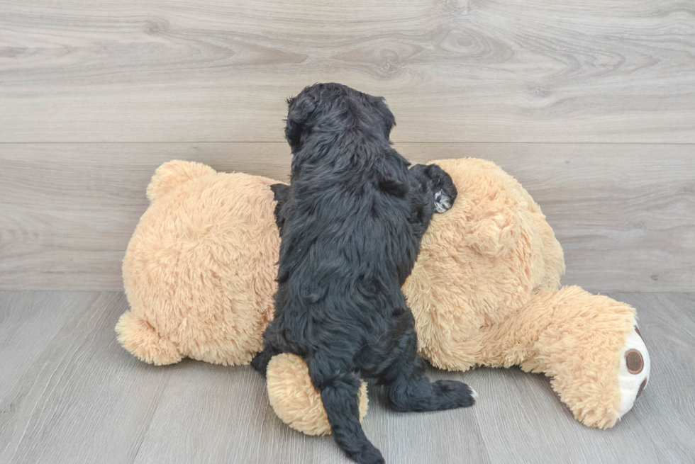 Cute Mini Sheepadoodle Baby