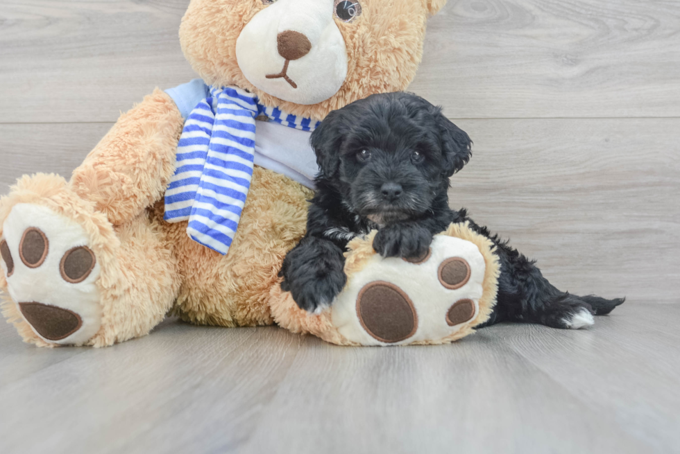 Mini Sheepadoodle Pup Being Cute