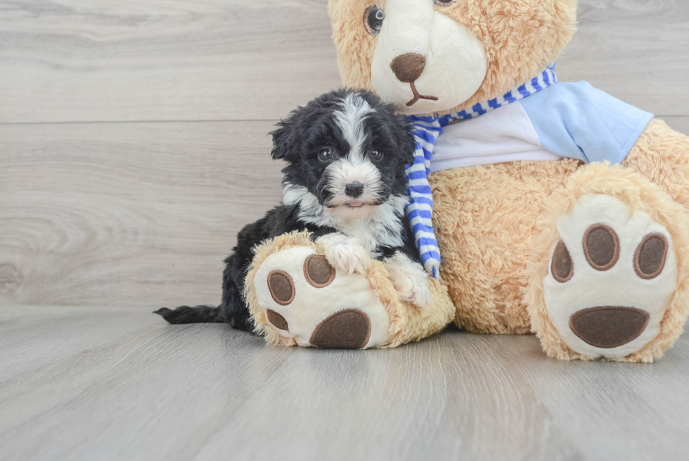 Small Mini Sheepadoodle Baby