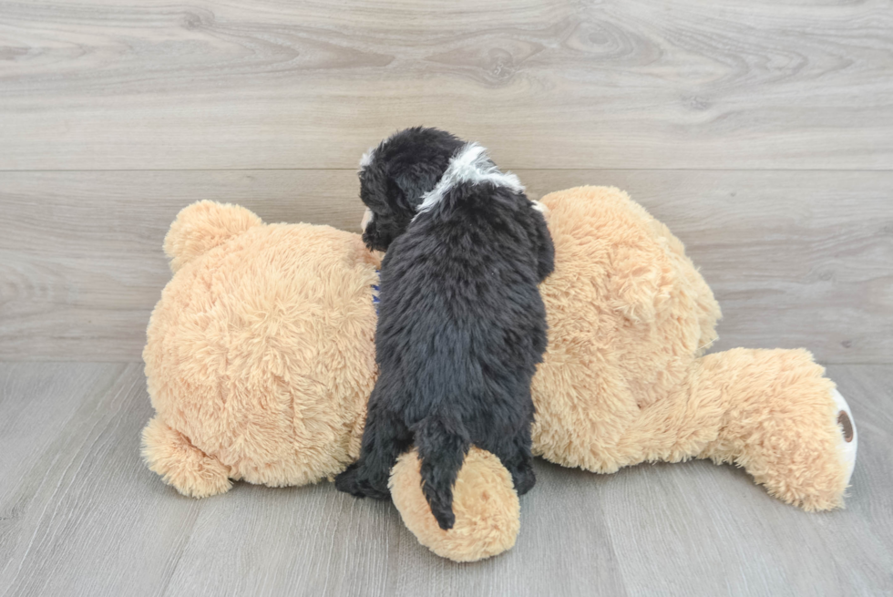 Mini Sheepadoodle Puppy for Adoption