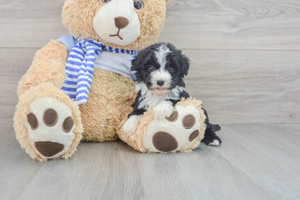 Energetic Sheep Dog Poodle Mix Puppy