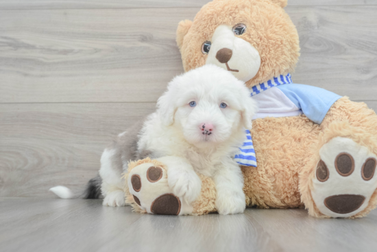 Fluffy Mini Sheepadoodle Poodle Mix Pup