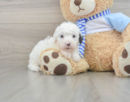 6 week old Mini Sheepadoodle Puppy For Sale - Premier Pups