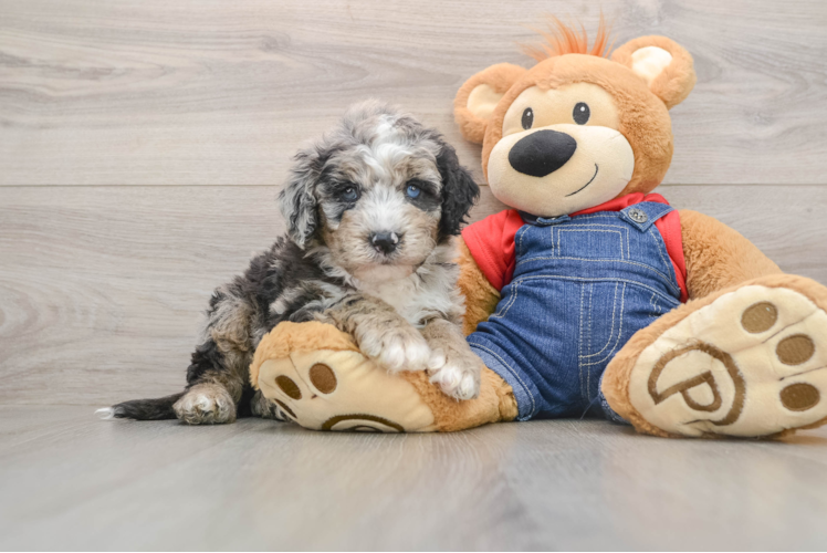 Mini Sheepadoodle Puppy for Adoption