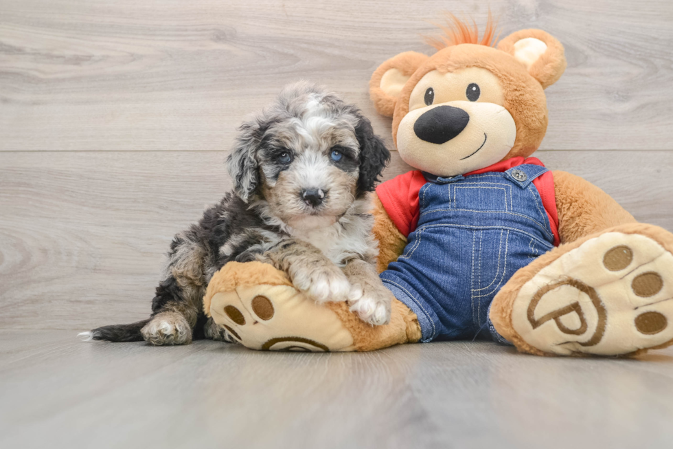 Mini Sheepadoodle Puppy for Adoption