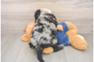 Friendly Mini Sheepadoodle Baby