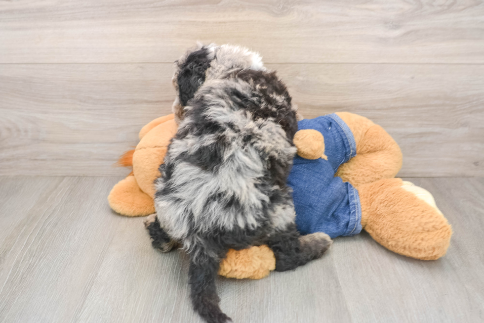 Friendly Mini Sheepadoodle Baby