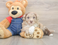 5 week old Mini Sheepadoodle Puppy For Sale - Premier Pups