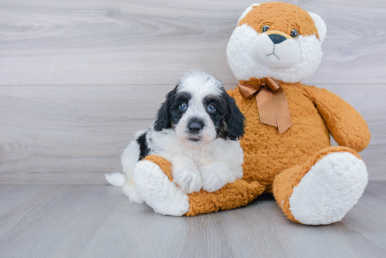 Mini Sheepadoodle Puppy for Adoption