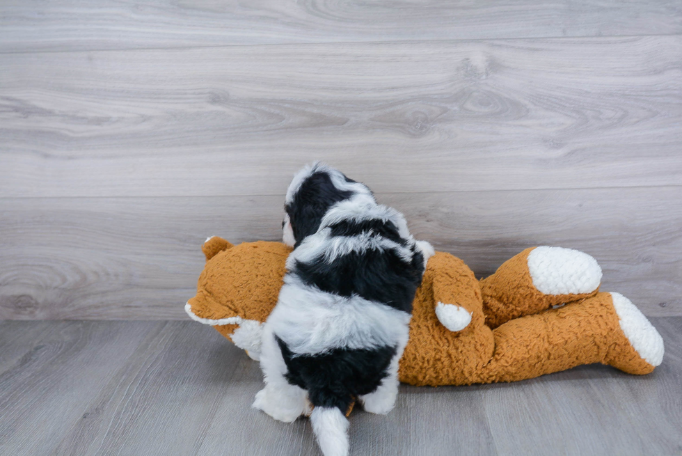 Best Mini Sheepadoodle Baby