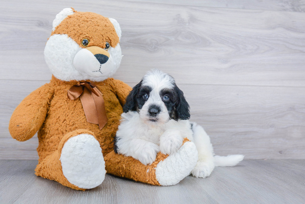 Mini Sheepadoodle Puppy for Adoption