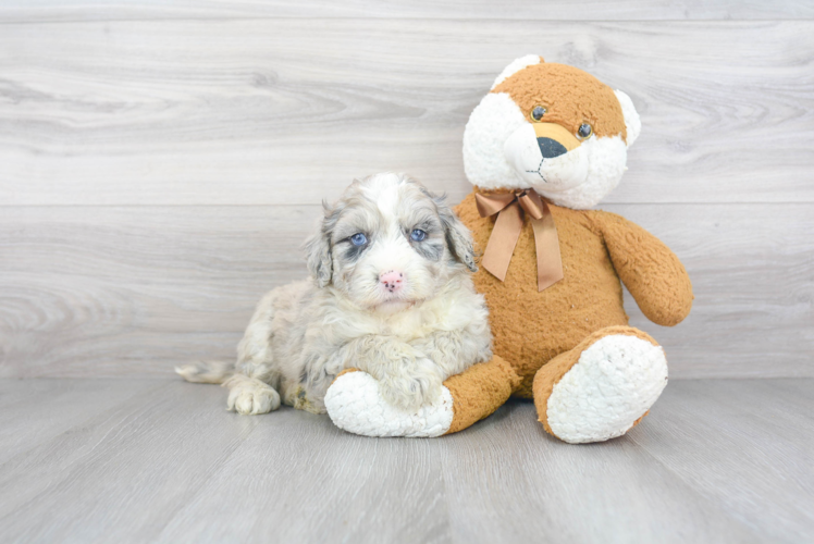 Best Mini Sheepadoodle Baby