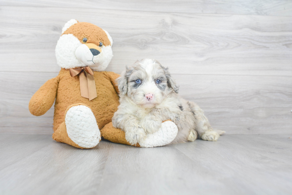 Mini Sheepadoodle Pup Being Cute