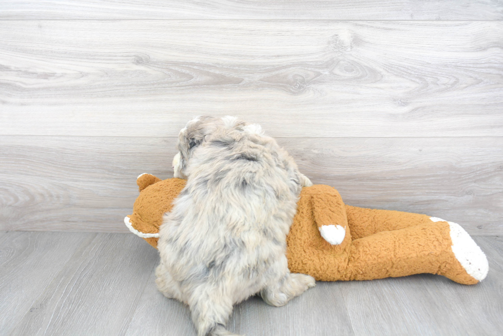 Energetic Sheep Dog Poodle Mix Puppy